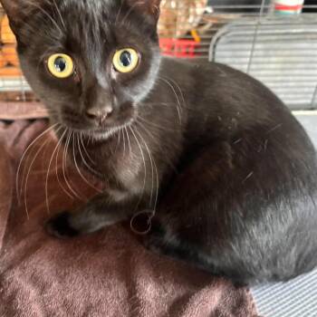 Radar -  Domestic Short Hair Cat for Adoption in Nampa, Idaho - Radar | PetCurious