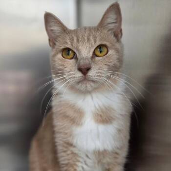 Jeanette -  Domestic Short Hair Cat for Adoption in Sarasota, Florida - Jeanette | PetCurious
