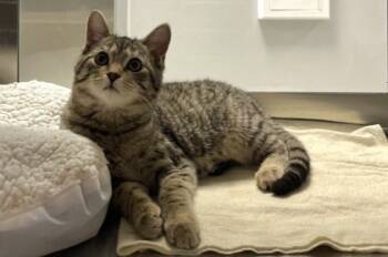 Rescue Domestic Short Hair Cats for Adoption in Twinsburg, Ohio - Cobweb- Bonded With Ghost | PetCurious