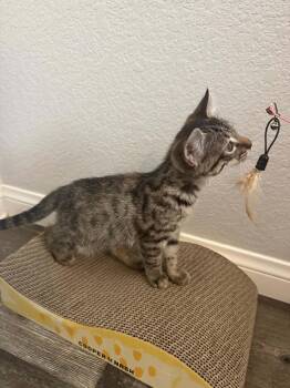 Gayle ( CC) -  Torbie Cat for Adoption in Vacaville, California - Gayle ( CC) | PetCurious
