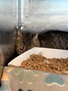 Domestic Medium Hair Cats Available for Adoption - 60548318 | PetCurious