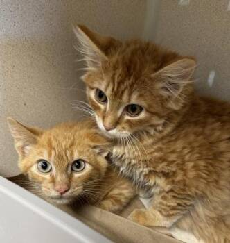 Wakko -  Domestic Short Hair Cat for Adoption in Bellevue, Washington - Wakko | PetCurious