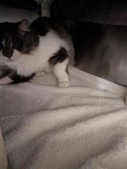 Coconut -  Domestic Short Hair Cat for Adoption in Montreal, Quebec - Coconut | PetCurious