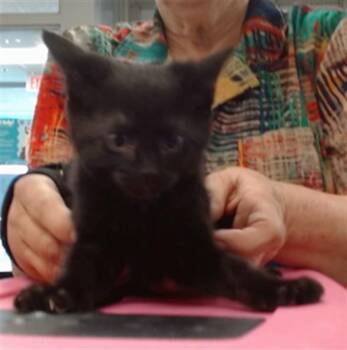 Domestic Short Hair Cats Available for Adoption in Oklahoma City, Oklahoma - OZZY | PetCurious