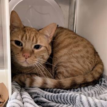 Rescue Domestic Short Hair Cats for Adoption in Des Moines, Iowa - Peaches | PetCurious