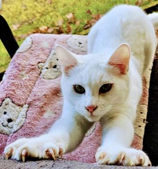 Rescue Domestic Short Hair Cats for Adoption in Tillamook, Oregon - Romeo | PetCurious
