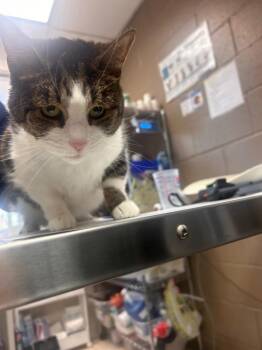 Amarillo -  Domestic Short Hair Cat for Adoption in New Cumberland, West Virginia - Amarillo | PetCurious