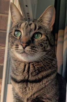 Waffles -  Domestic Short Hair Cat for Adoption in Rossville, Georgia - Waffles | PetCurious