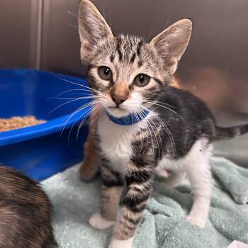 Domestic Short Hair Cats Available for Adoption in Lakeland, Florida - Mo | PetCurious