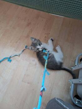 Mindy -  Domestic Short Hair Cat for Adoption in Vancouver, Washington - Mindy | PetCurious