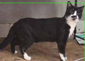 Augie -  Domestic Short Hair Cat for Adoption in Bridgeport, Connecticut - Augie | PetCurious