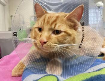Baga Chipz -  Domestic Short Hair Cat for Adoption in Nashville, Tennessee - Baga Chipz | PetCurious