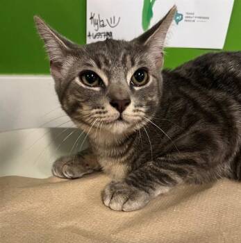 ZUKO -  Domestic Short Hair Cat for Adoption in Houston, Texas - ZUKO | PetCurious