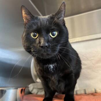 Domestic Short Hair Cats Available for Adoption in Pittsburgh, Pennsylvania - Matilda | PetCurious