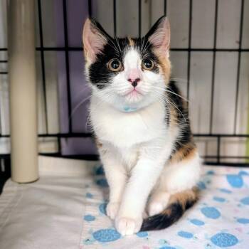 Penny -  Domestic Short Hair Cat for Adoption - Penny | PetCurious