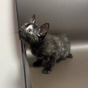 Jasmine -  Domestic Short Hair Cat for Adoption in Janesville, Wisconsin - Jasmine | PetCurious