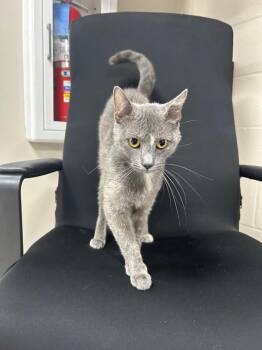 Katie -  Domestic Short Hair Cat for Adoption in New Cumberland, West Virginia - Katie | PetCurious