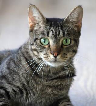 Rescue Domestic Short Hair Cats for Adoption in North Fort Myers, Florida - Marcus | PetCurious