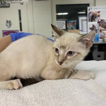 Rescue Domestic Short Hair Cats for Adoption in Los Angeles, California - Frijol | PetCurious