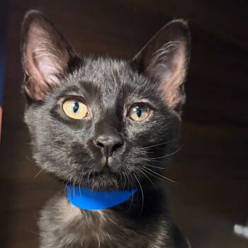 Doan -  Domestic Short Hair Cat for Adoption in Buffalo, New York - Doan | PetCurious