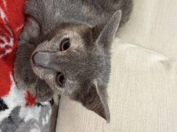 Sapphire -  Domestic Short Hair Cat for Adoption in North Haledon, New Jersey - Sapphire | PetCurious
