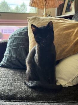 Hugo -  Domestic Short Hair Cat for Adoption in Milltown, New Jersey - Hugo | PetCurious