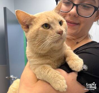 Caterpillar -  Domestic Short Hair Cat for Adoption in Washington, District Of Columbia - Caterpillar | PetCurious