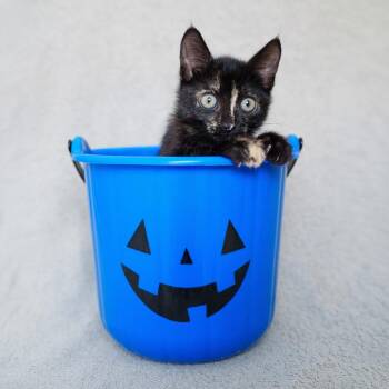Pickle -  Domestic Short Hair Cat for Adoption in Sunnyvale, California - Pickle | PetCurious