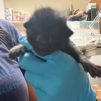 Rescue Domestic Short Hair Cats for Adoption in Hendersonville, North Carolina - Mowgli | PetCurious