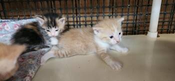 Kitten 28006 (Butterscotch) -  Tabby Cat for Adoption in Parlier, California - Kitten 28006 (Butterscotch) | PetCurious
