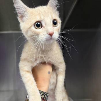 Figaro -  Domestic Short Hair Cat for Adoption in Lufkin, Texas - Figaro | PetCurious