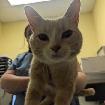 Domestic Short Hair Cats Available for Adoption in Charlottesville, Virginia - Sunny D | PetCurious