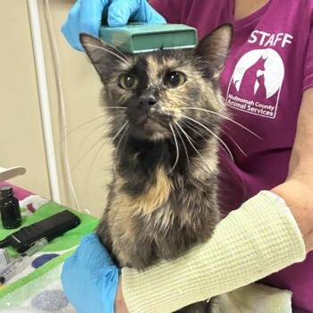 Stephanie -  Domestic Long Hair Cat for Adoption in Troutdale, Oregon - Stephanie | PetCurious