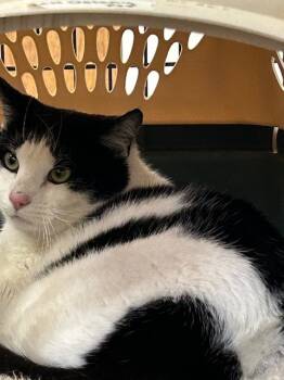 Rescue Domestic Short Hair Cats for Adoption in Grand Junction, Colorado - Dicky | PetCurious