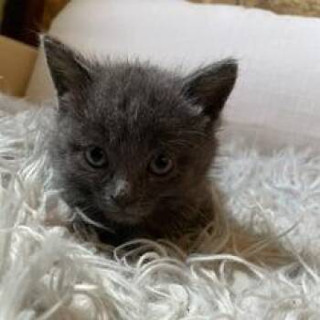 Domestic Short Hair Cats Available for Adoption in Madison, Wisconsin - Melody | PetCurious