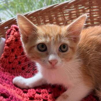 Dwight -  Domestic Short Hair Cat for Adoption in Manhattan, Kansas - Dwight | PetCurious