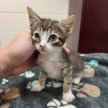 SCFL-Stray-66733_2 -  Domestic Short Hair Cat for Adoption in Lake Panasoffkee, Florida - SCFL-Stray-66733_2 | PetCurious