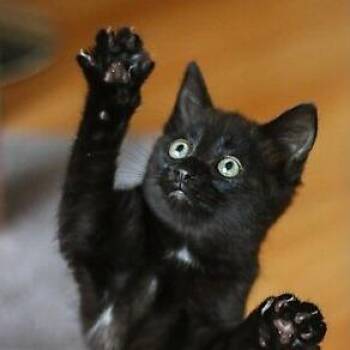 Mongo -  Domestic Short Hair Cat for Adoption in Cumming, Georgia - Mongo | PetCurious
