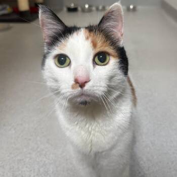 Domestic Short Hair Cats Available for Adoption in Murray, Utah - Gidget | PetCurious