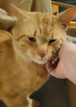 Titoine -  Domestic Short Hair Cat for Adoption in Montreal, Quebec - Titoine | PetCurious