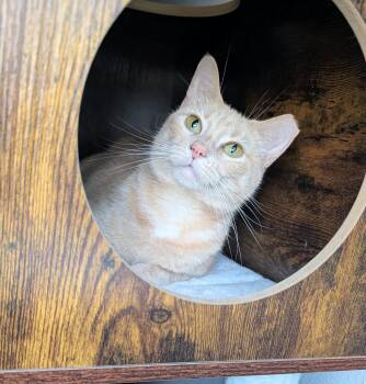 Druid -  Domestic Short Hair and Tabby Cat for Adoption in Pearland, Texas - Druid | PetCurious