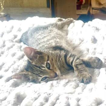 Madison 4 -  Domestic Short Hair Cat for Adoption in Baltimore, Maryland - Madison 4 | PetCurious