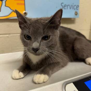 Domestic Short Hair Cats Available for Adoption in Milton, Florida - Catpuccino | PetCurious