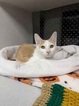 DAISY -  Domestic Short Hair Cat for Adoption in Omaha, Nebraska - DAISY | PetCurious