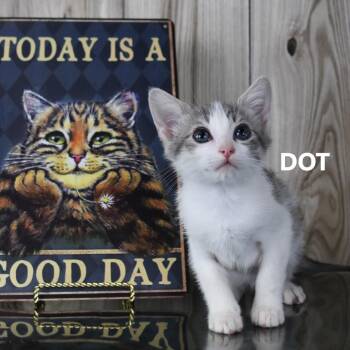 Dot -  Domestic Short Hair Cat Available for Adoption in Yuma, Arizona - Dot | PetCurious