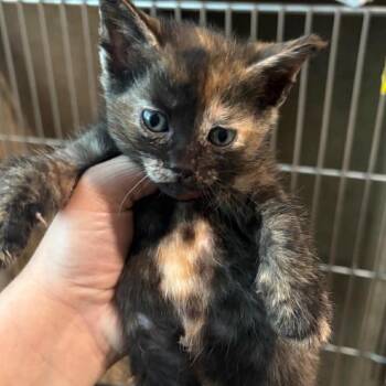 Domestic Short Hair Cats Available for Adoption in Tampa, Florida - Persephone | PetCurious