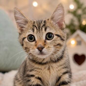 Bobo -  Domestic Short Hair Cat for Adoption in Wickenburg, Arizona - Bobo | PetCurious