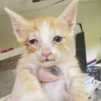 Antony -  Domestic Short Hair Cat for Adoption in Asheville, North Carolina - Antony | PetCurious