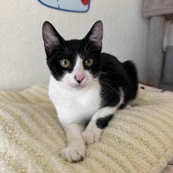 Mouse -  Domestic Short Hair Cat for Adoption in Fresno, California - Mouse | PetCurious