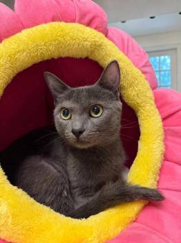 Chevy -  Domestic Short Hair Cat for Adoption in Emerald Isle, North Carolina - Chevy | PetCurious